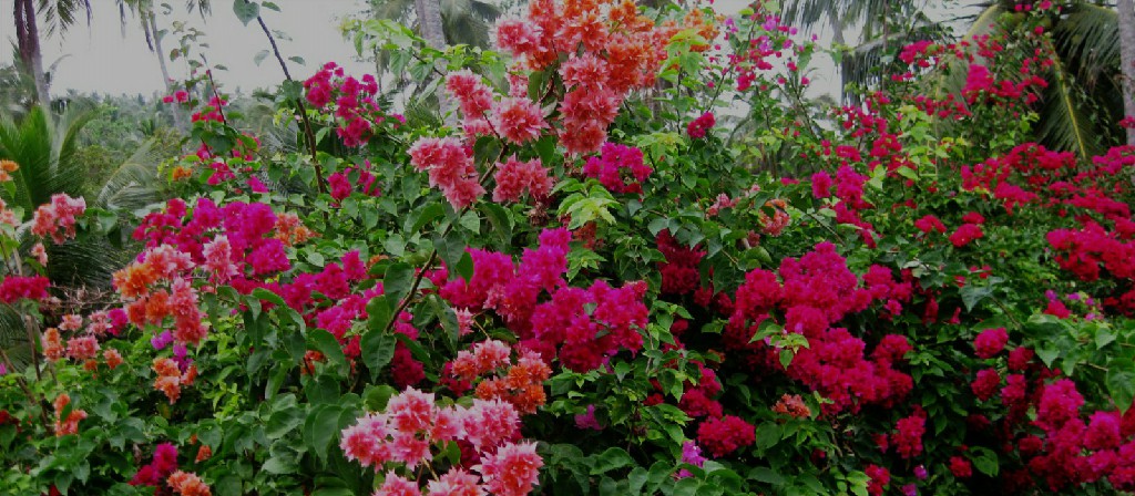 Flora and fauna in the gardens of Hill Top Boosa resort